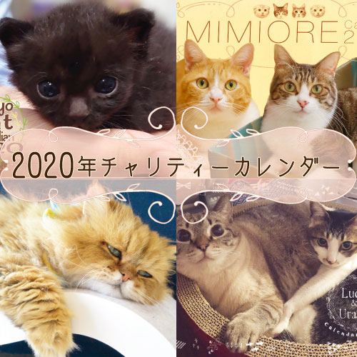 可愛い猫たちがいっぱい！2020年チャリティーカレンダー