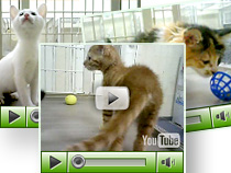 猫たちの紹介動画 イメージ