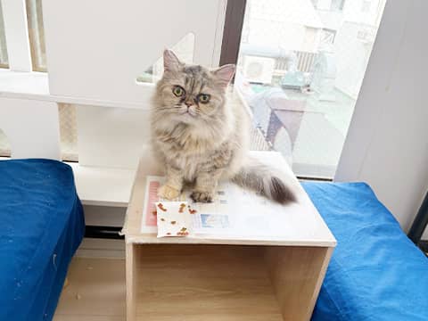 里親さんを待っている猫たち | J269 | NPO法人東京キャットガーディアン