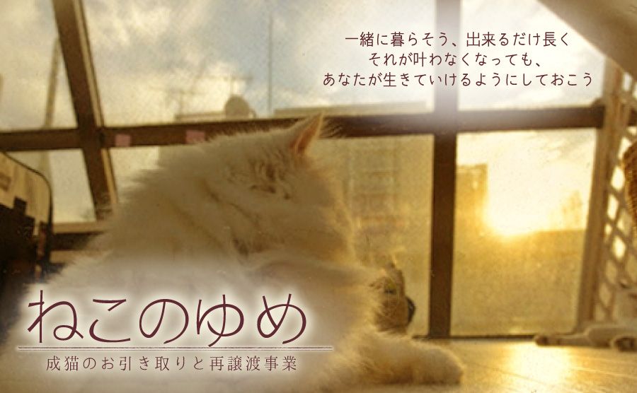 ねこのゆめ 成猫のお引取りと再譲渡事業 Npo法人東京キャットガーディアン
